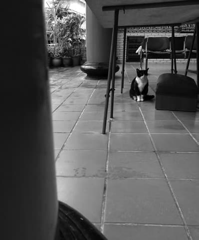 A cat sitting far off across the tiled floor of a temple courtyard