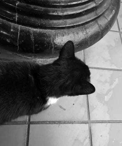 A cat resting its head against the base of a stone pillar