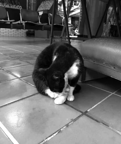 A cat grooming itself on the tiled floor