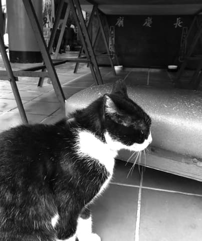 A cat looking out across the courtyard below the shrine table