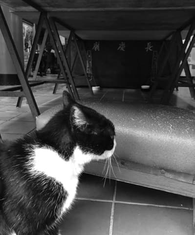 A cat beside the stone bench under the shrine table