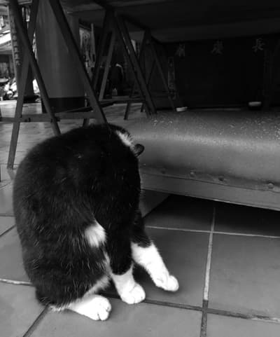 A cat washing itself with its head lowered