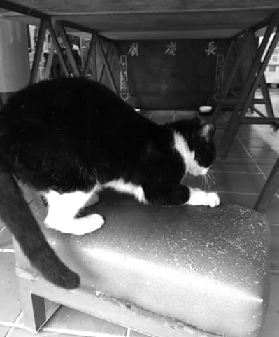 A cat stretching across the stone bench