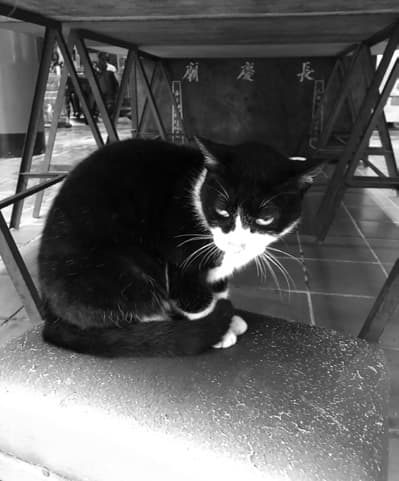 A cat sitting on the stone bench, looking down